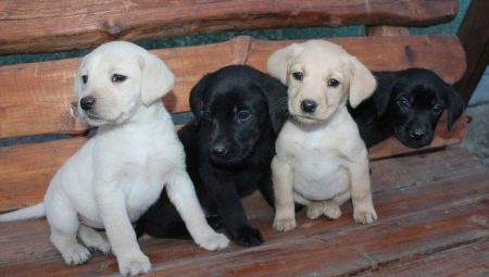Characteristics and care for Labrador puppies age 1 month