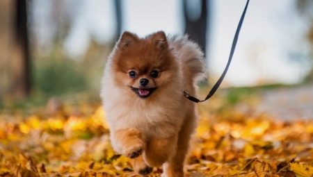 Characteristics, pros and cons of the breed Spitz