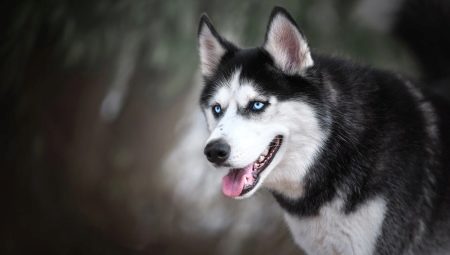 Husky met blauwe ogen