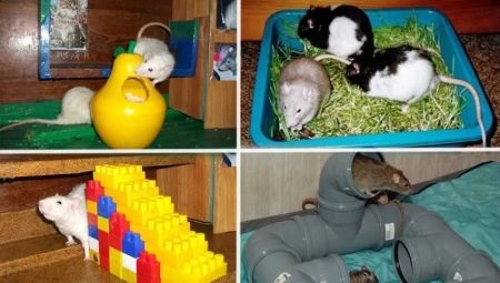 ألعاب للفئران: الأنواع ، نصائح حول الاختيار والإبداع