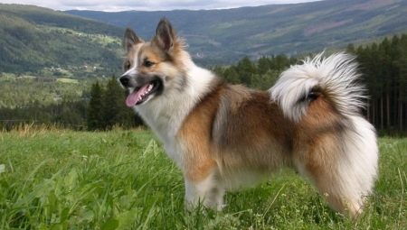 Icelandic dog: description and content