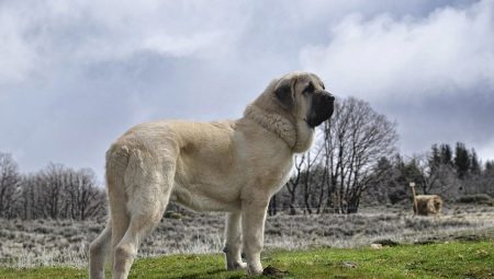 Spaanse mastiff: wat is deze hond en hoe moet hij er goed voor zorgen?