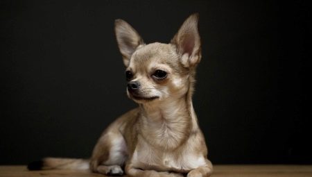 Historie chihuahua