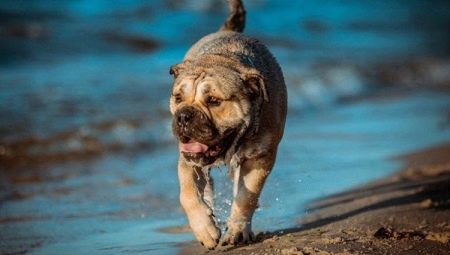 Ca-de-bou: descripción de la raza del perro, la naturaleza y el contenido