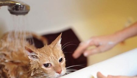 Com que frequência os gatos podem ser lavados e de que depende?