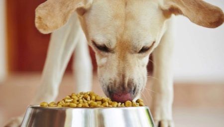 Come e cosa dare da mangiare al cane del cortile a casa?