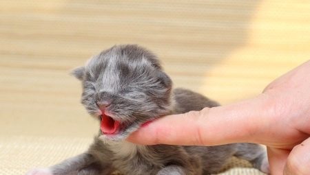 Hvordan og hvad skal du fodre en nyfødt killing?