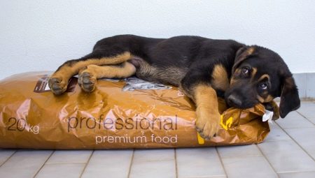 How and what to feed shepherd dogs?