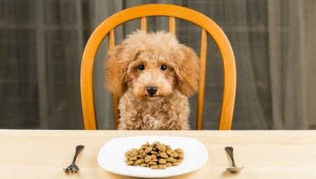 How and what to feed the poodle?