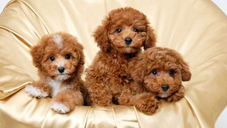 How and what to feed that toy poodle?