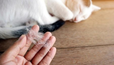 Hogyan lehet megszabadulni a macska hajától?