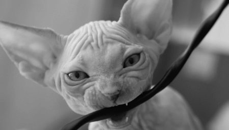 Hoe reageert een kat op knagende draden?