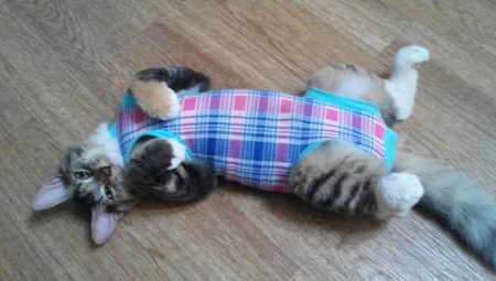 איך לשים חתול על שמיכה כראוי לקשור אותו?