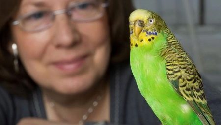 Hvordan man lærer en bølget papegøje at tale?