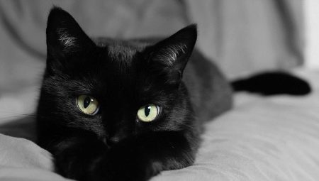 Jak volat kočku a černou kočku?