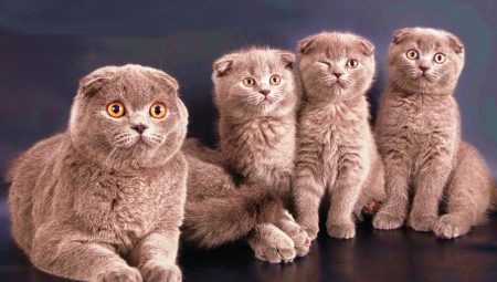 What do you call a cat and a cat of the Scottish Fold breed?