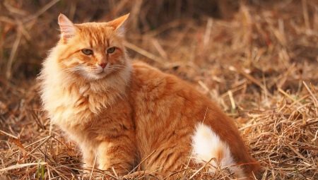 ماذا تسمون قطة وقطة حمراء؟