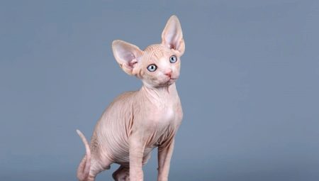 What is the name of a sphinx cat?