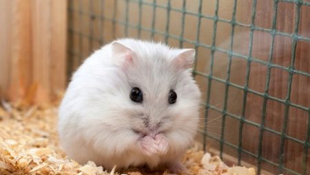 How to determine the sex of the Jungar hamster?