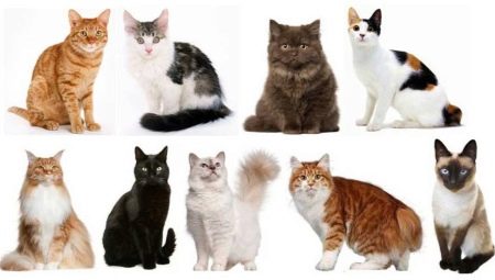 Hoe het ras van katten en katten bepalen?