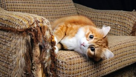 Kaip atpratinti katę, kad nuplėštumėte baldus ir tapetą?