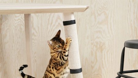 Jak odzwyczaić kota od zerwania tapety?