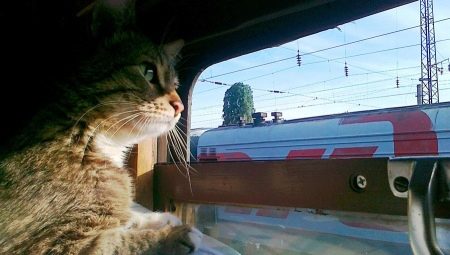 Hvordan transportere katter i et tog?