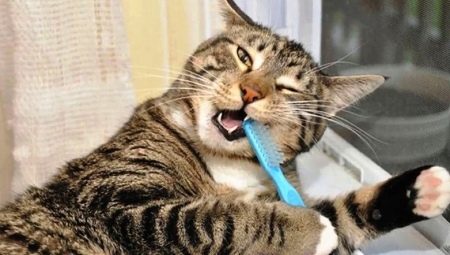 איך לצחצח את שיני החתול בבית?
