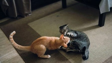 Hogyan lehet barátok között macskák a lakásban?
