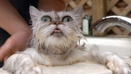 วิธีการอาบน้ำแมว?