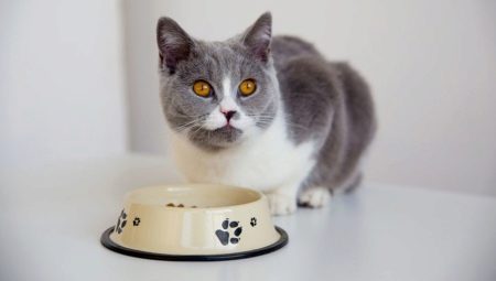 Jak převést kočku do jiného krmiva?