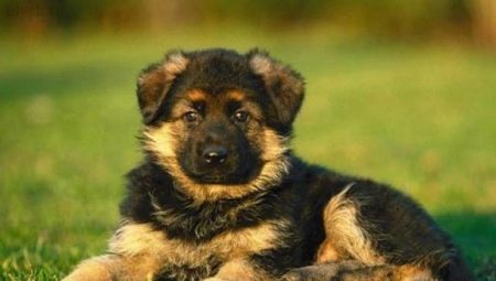 How to choose a puppy German shepherd?