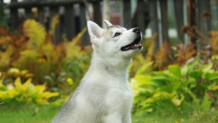 How to teach huskies to the toilet on the street and at home?