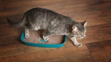 How to teach a cat to a tray in a new place?