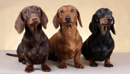 Làm thế nào để nuôi và huấn luyện một con dachshund?