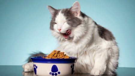 كيفية اختيار الغذاء القط المعلب؟