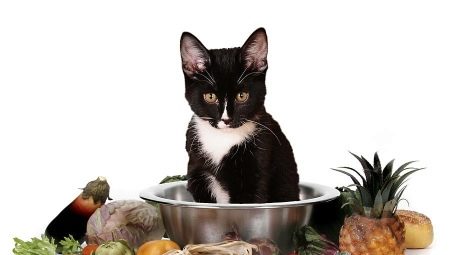 Como escolher comida vegetariana e vegetariana para gatos?