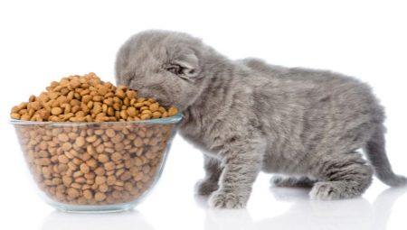 Hoeveel voer voor een kitten per dag?