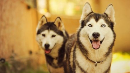 What dog breeds are similar to husky?