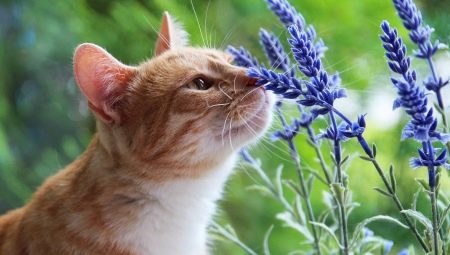 Milyen szagok nem kedvelik a macskákat?