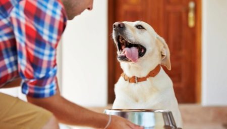 What is the best feed to feed Labrador?