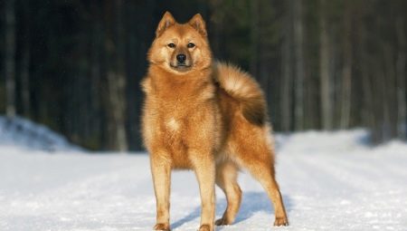 Karelian-Finnish Laika: breed description and cultivation