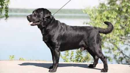 Dwarf Labrador: how to look and how to care for him?