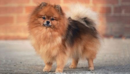 Dwarf Spitz: description of the breed, pros and cons, content
