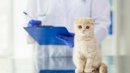 Skót macskák és macskák kasztrálása és sterilizálása: jellemzők és kor