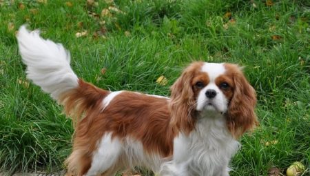 Cavalier King Charles Spaniel: todo lo que necesitas saber sobre la raza de perro