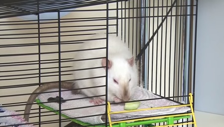 A patkányok ketrecei csinálják magukat: opciók és lépésről lépésre
