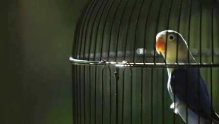 Papağan kafesleri: gereksinimler, çeşitleri, seçim kuralları