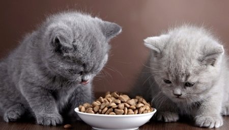 Når og hvordan kan du gi tørr mat til en kattunge?