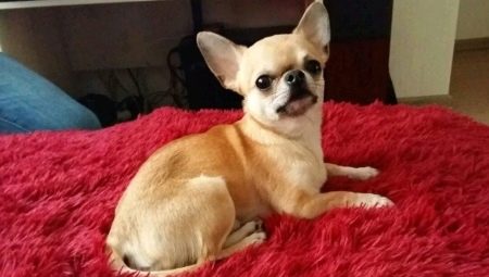 When do chihuahuas get their ears and how to put them?